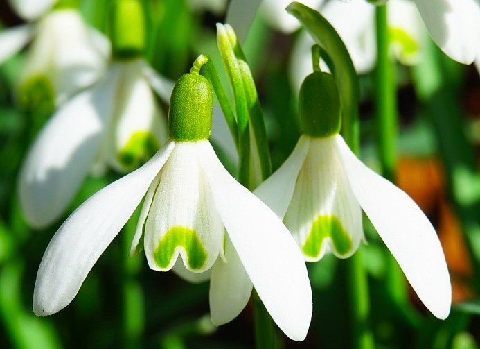 Galanthus