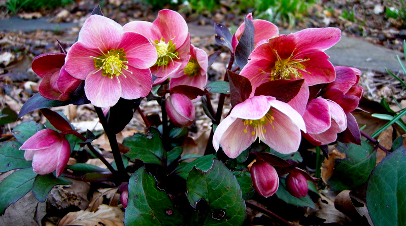 Hellebores