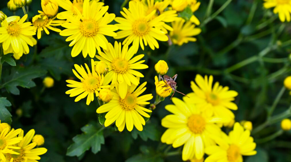 chrysanthemum