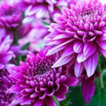 chrysanthemum