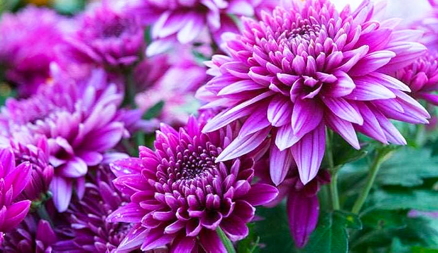 chrysanthemum