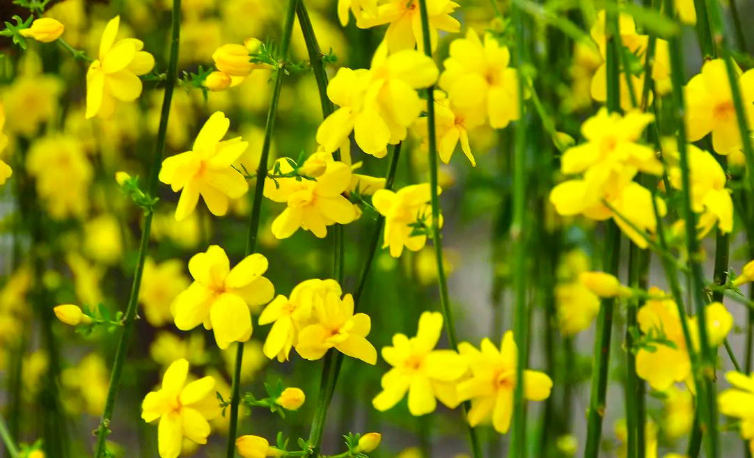 Winter Jasmine