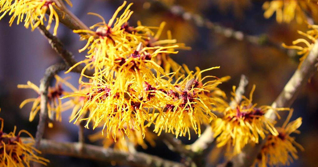 Witch Hazel